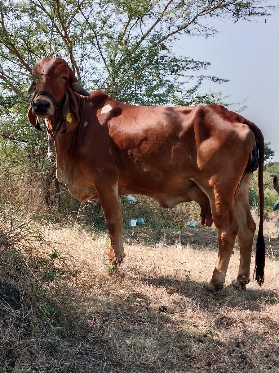 ૯૭૨૬૫૨૦૯૨૧