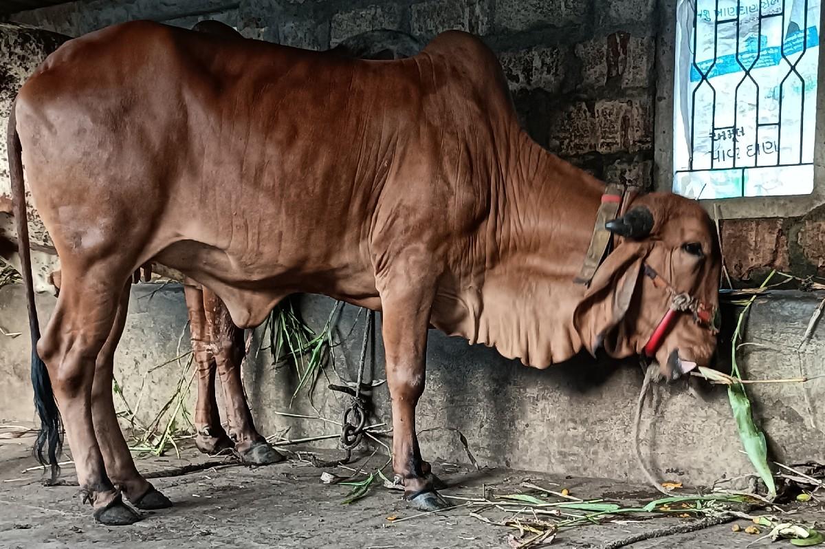 થંબનેલ 5