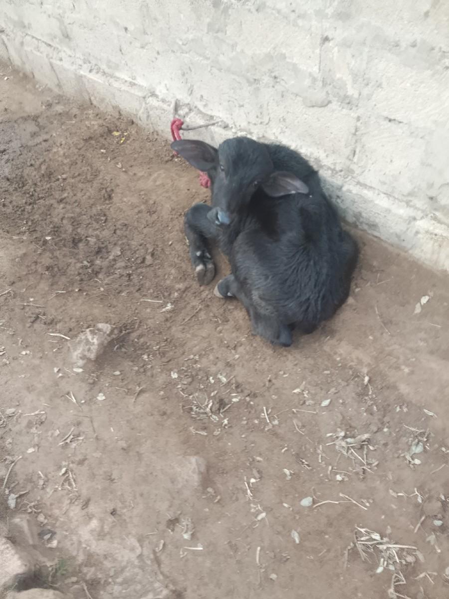 થંબનેલ 3