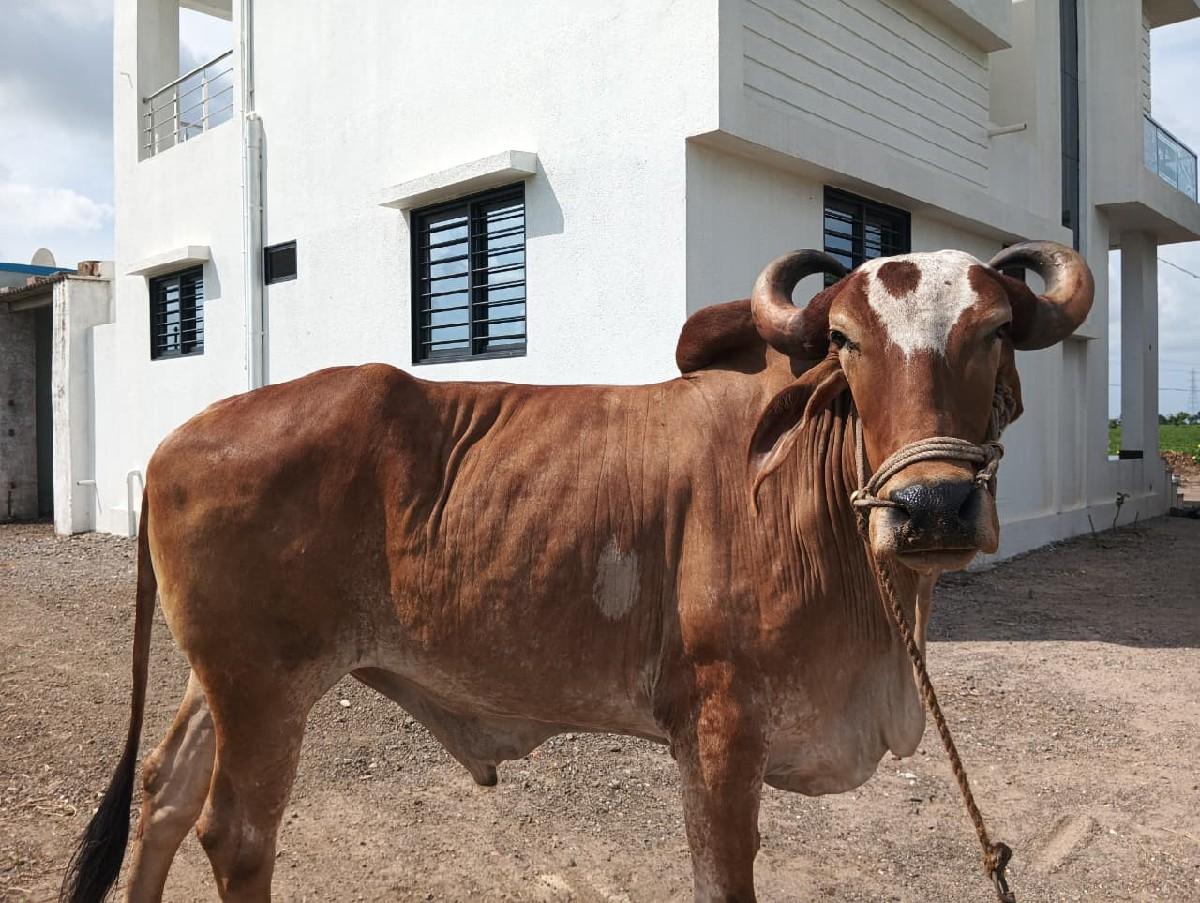 બડધ વેચવાનો છે