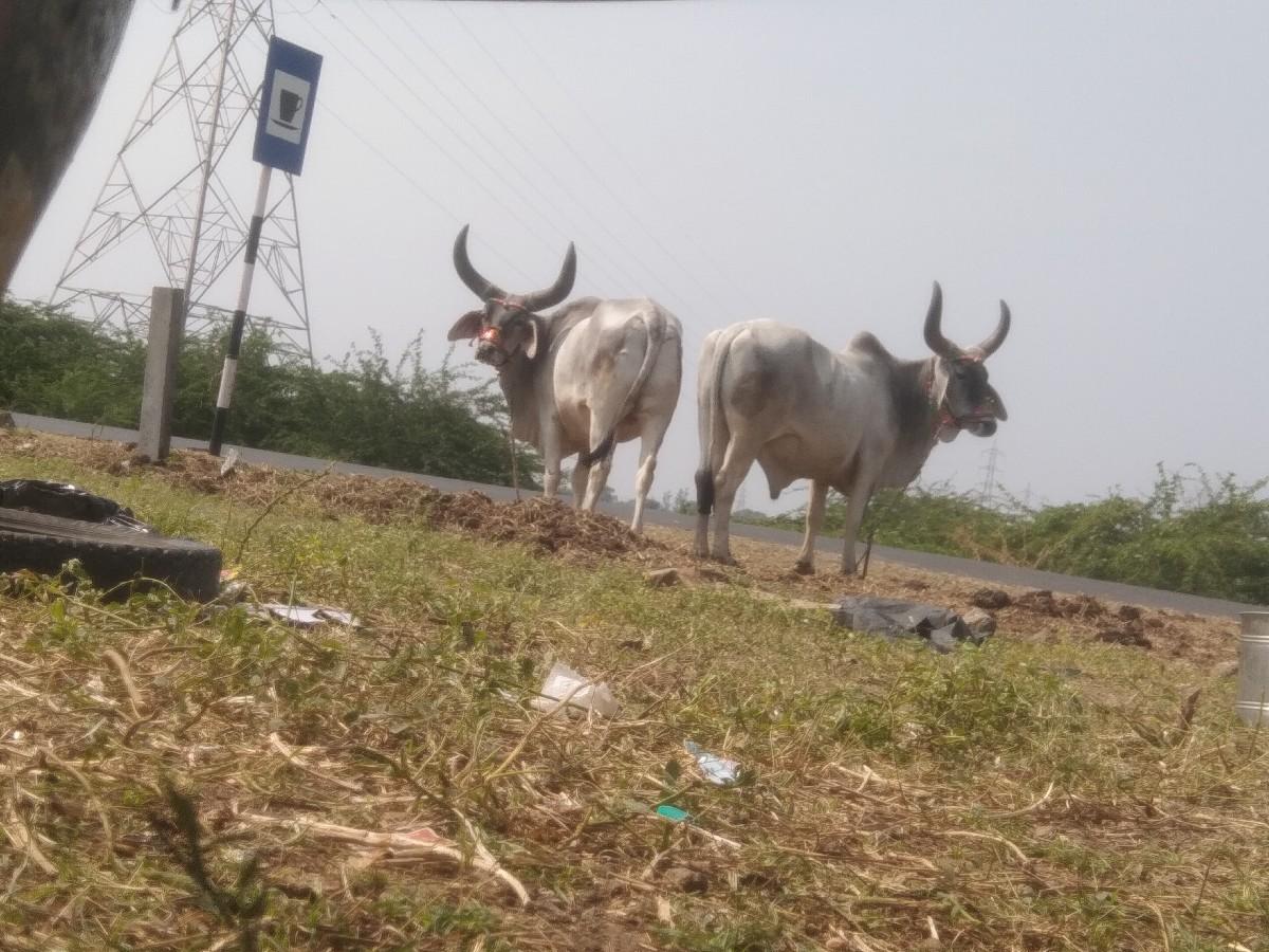 થંબનેલ 3