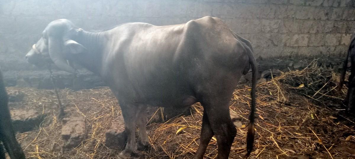 2 ખડેલી છે