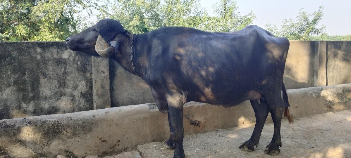 થંબનેલ 2