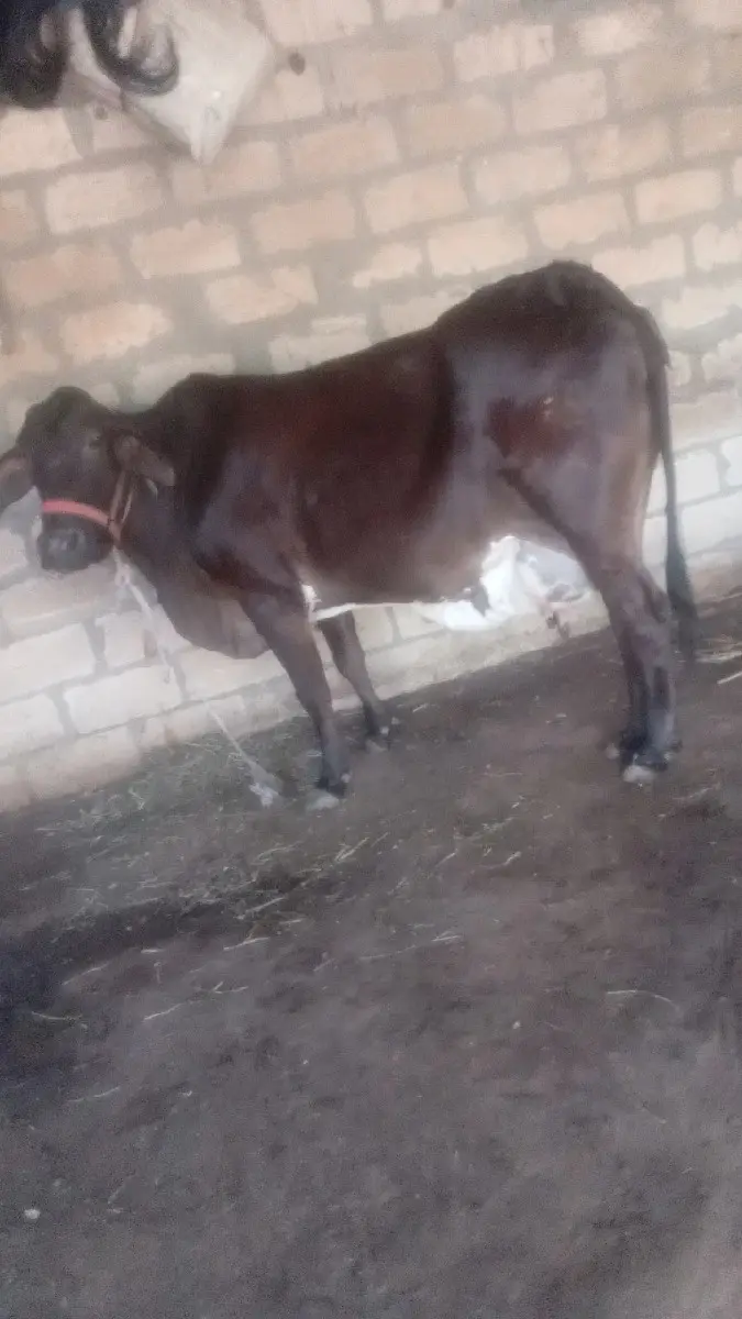 થંબનેલ 3