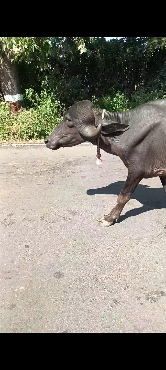 થંબનેલ 3