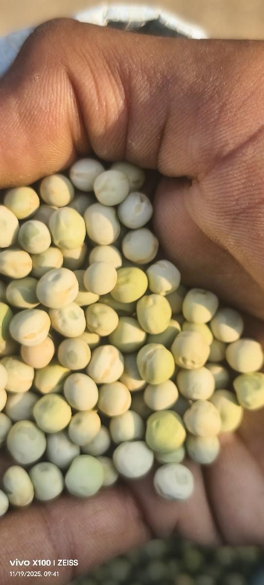 વટાણા નું બિયારણ