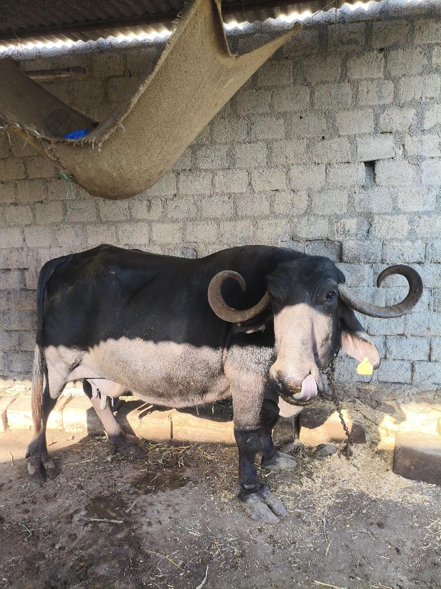 થંબનેલ 2