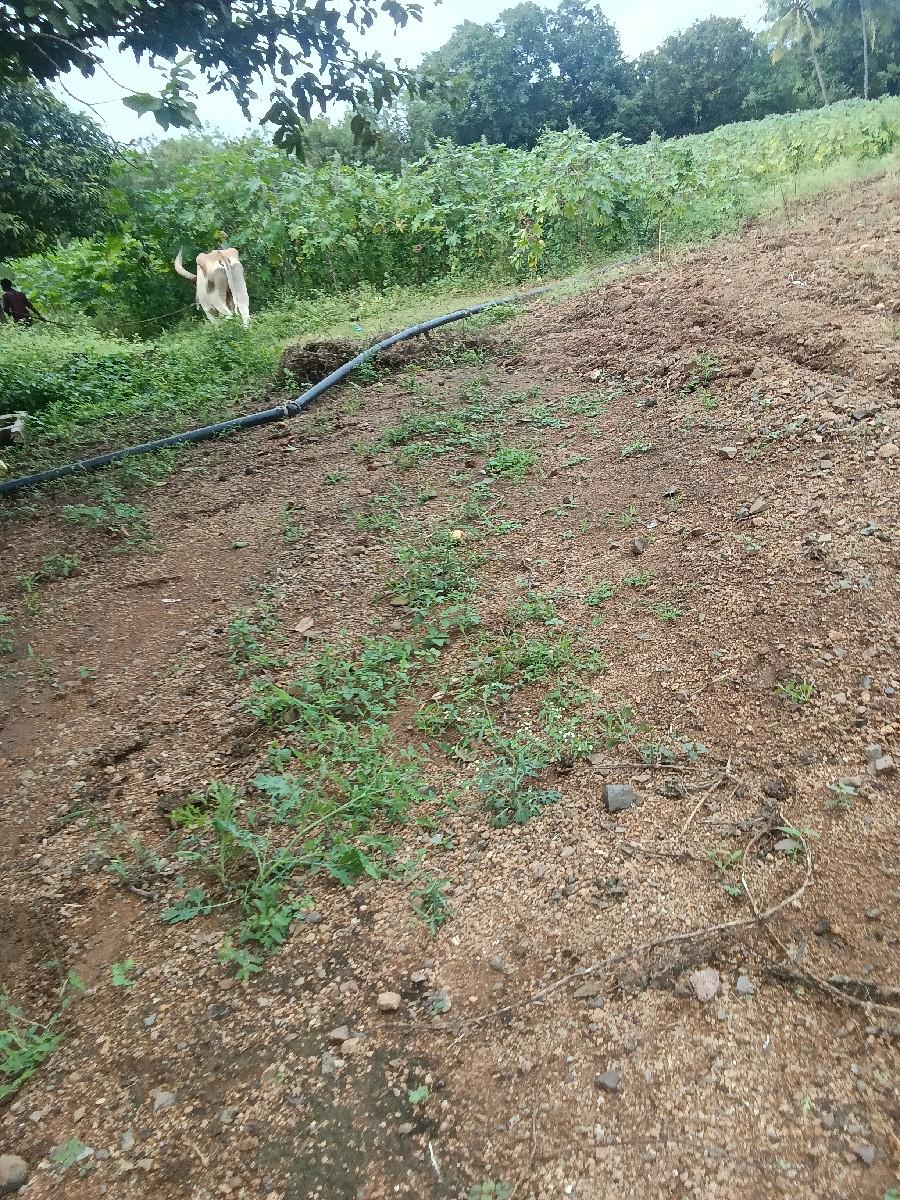 બળદ આપવાનો સે