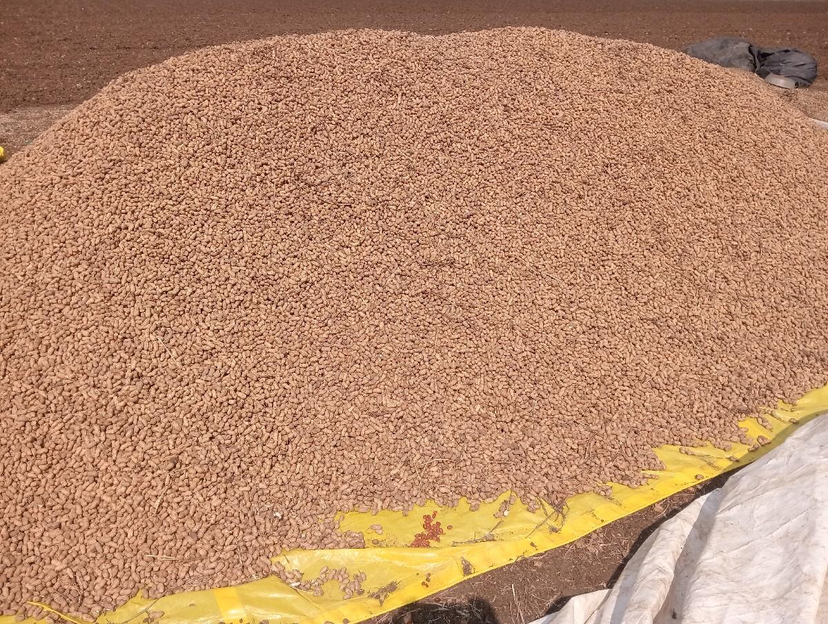 મગફળી જી ૨૦ કોરાડી