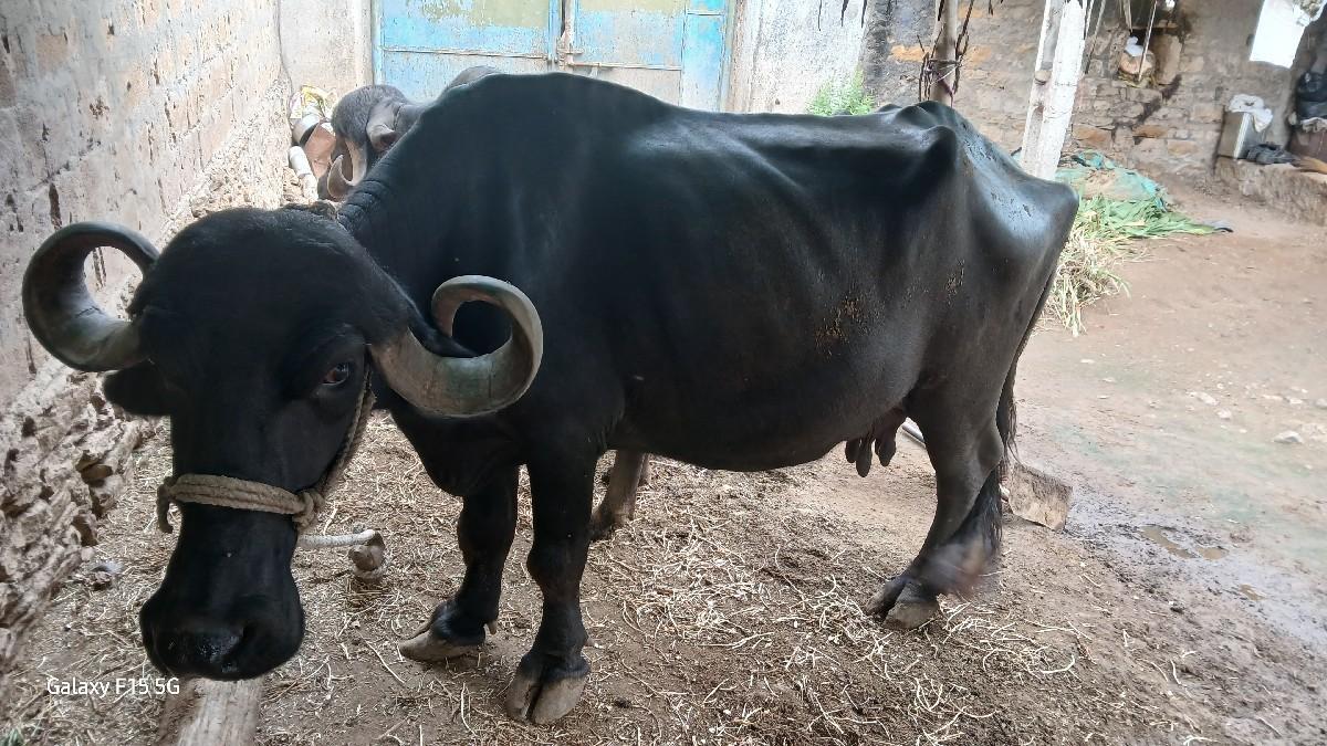 થંબનેલ 2