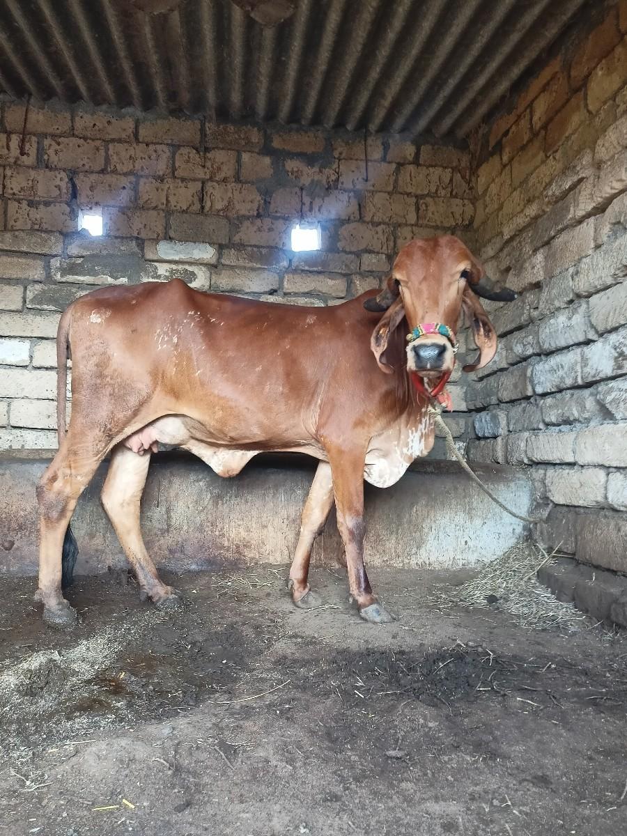 hodaki vechavani chhe