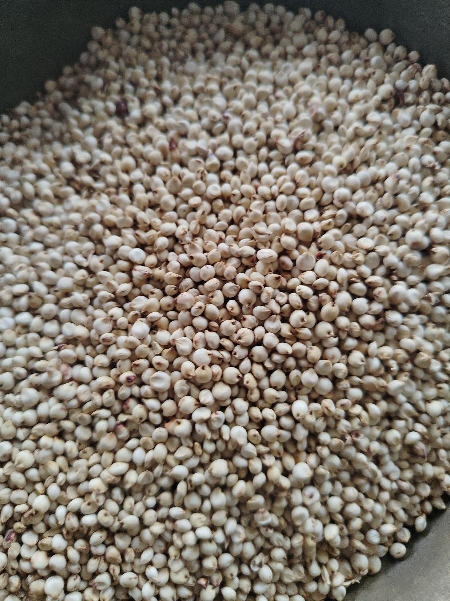 જુવાર નું બિયારણ છે