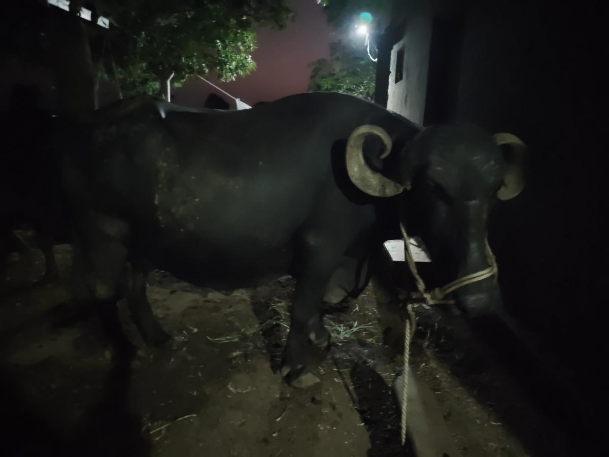 વેચવા નિ છે