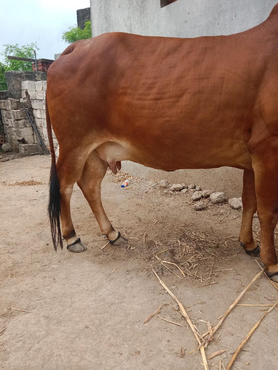 થંબનેલ 2