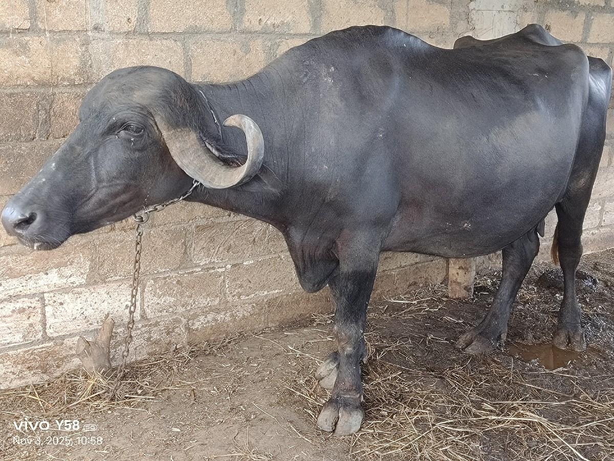 થંબનેલ 3