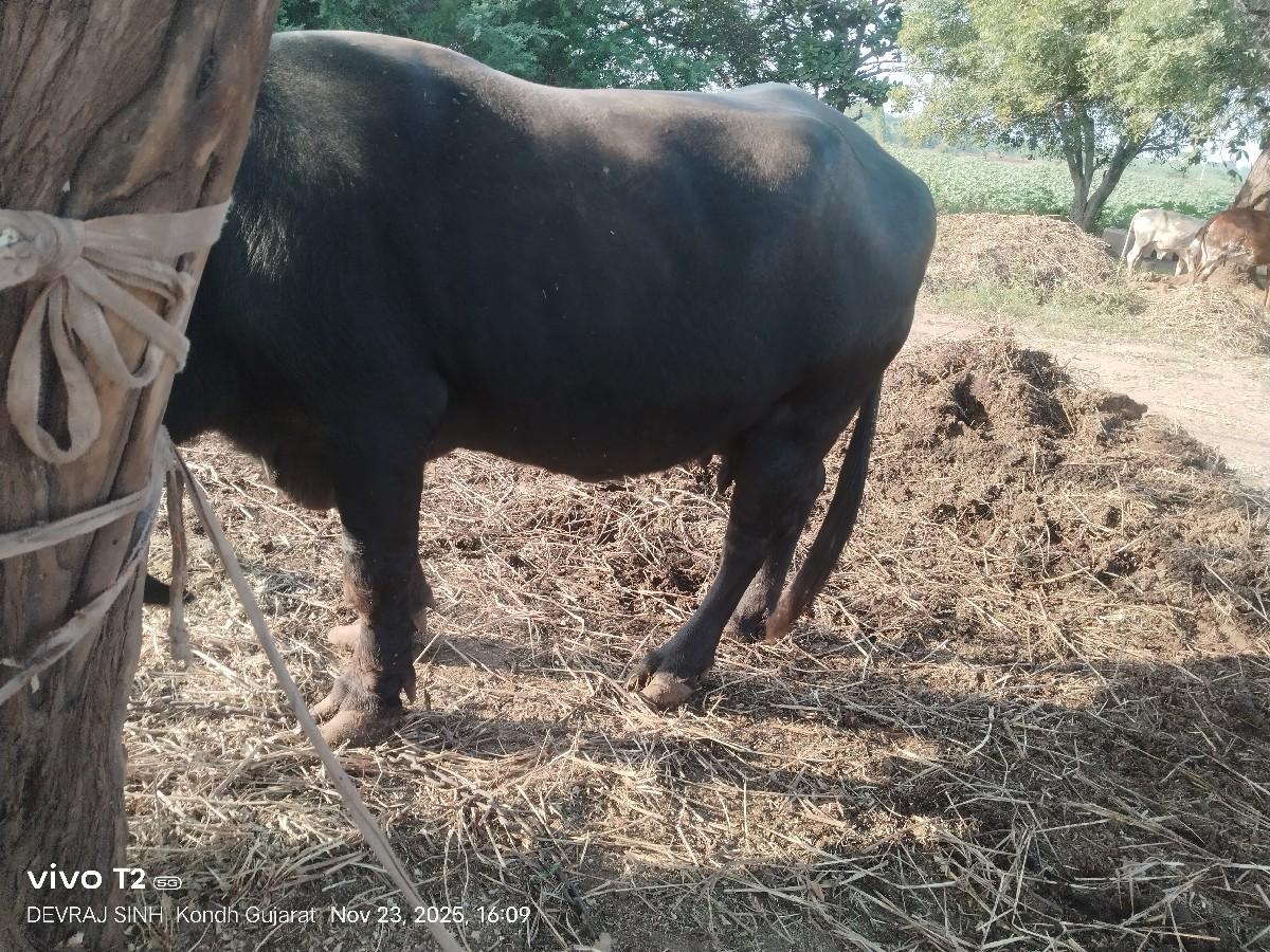 થંબનેલ 2