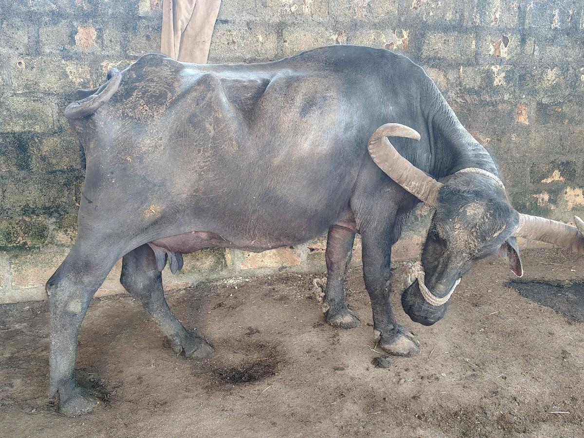 ભેંસ 
૧૦ દિવસ ની વયાનલ