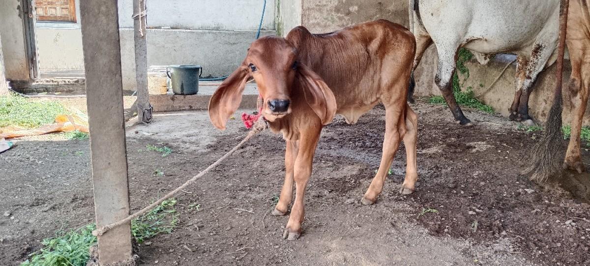 ગીર ગાય વેચવાની છે બીજા વેતરની