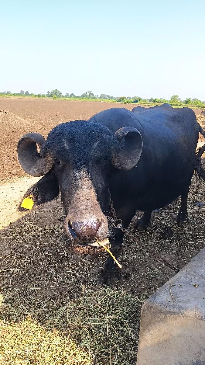 થંબનેલ 3