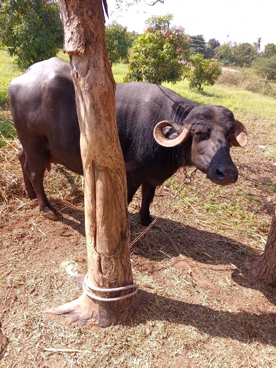 થંબનેલ 3