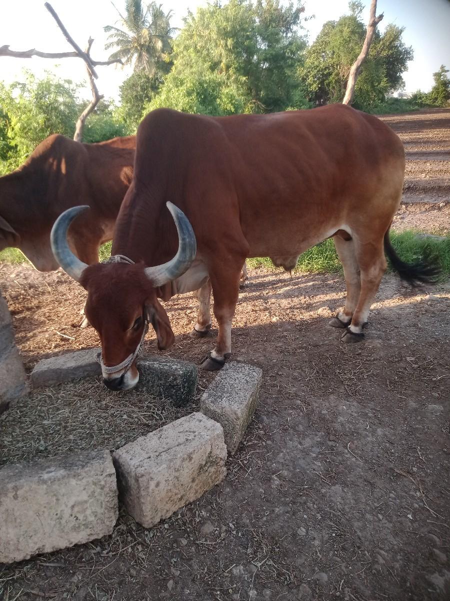 थंबनेल 2