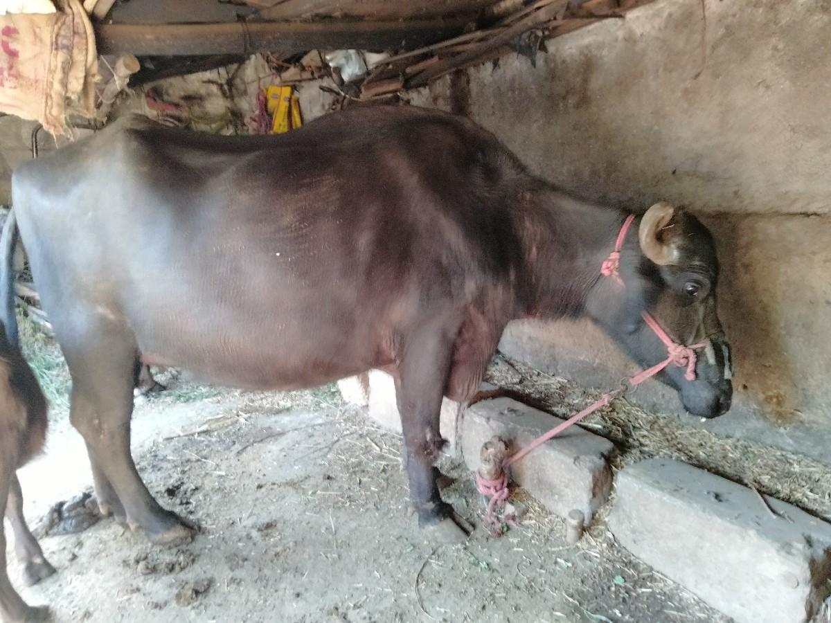 વેચવાની છે