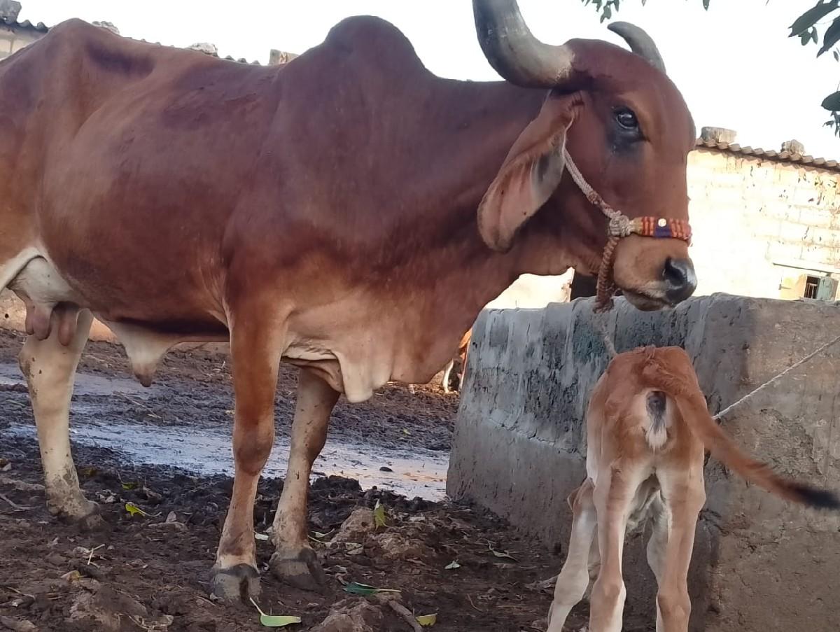 થંબનેલ 3