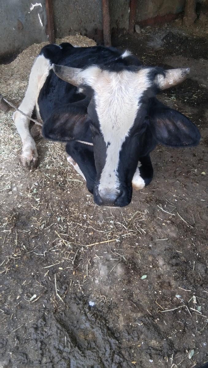 સાટામાગાય. પાડીપણસાલે