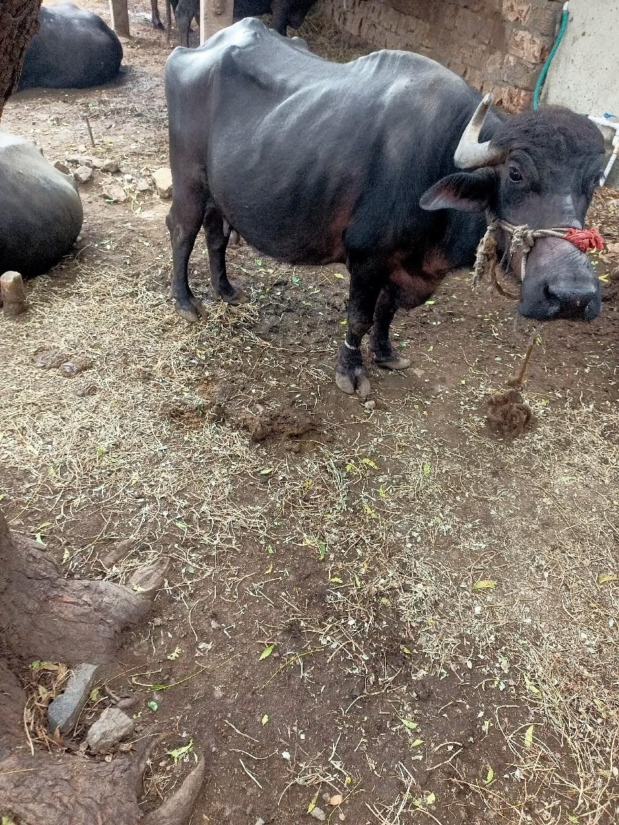 કામ શીવાય ફોન ના કરવો