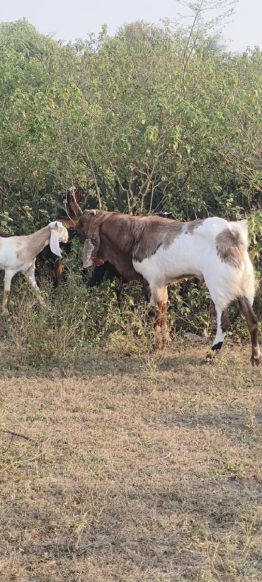 थंबनेल 3