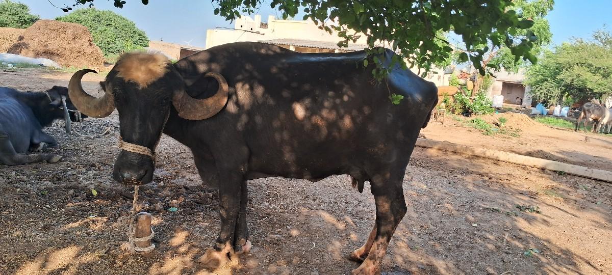 2 ભેશ વેચવાની શે