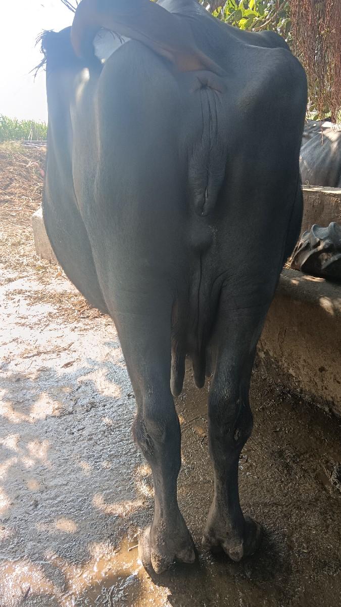 થંબનેલ 3