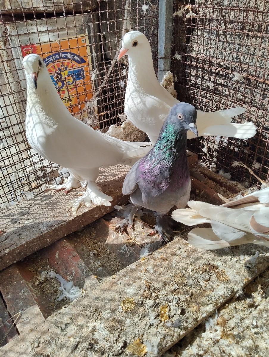 થંબનેલ 3