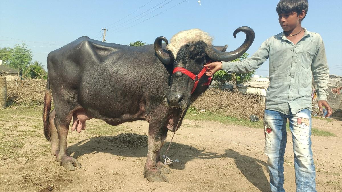 થંબનેલ 2