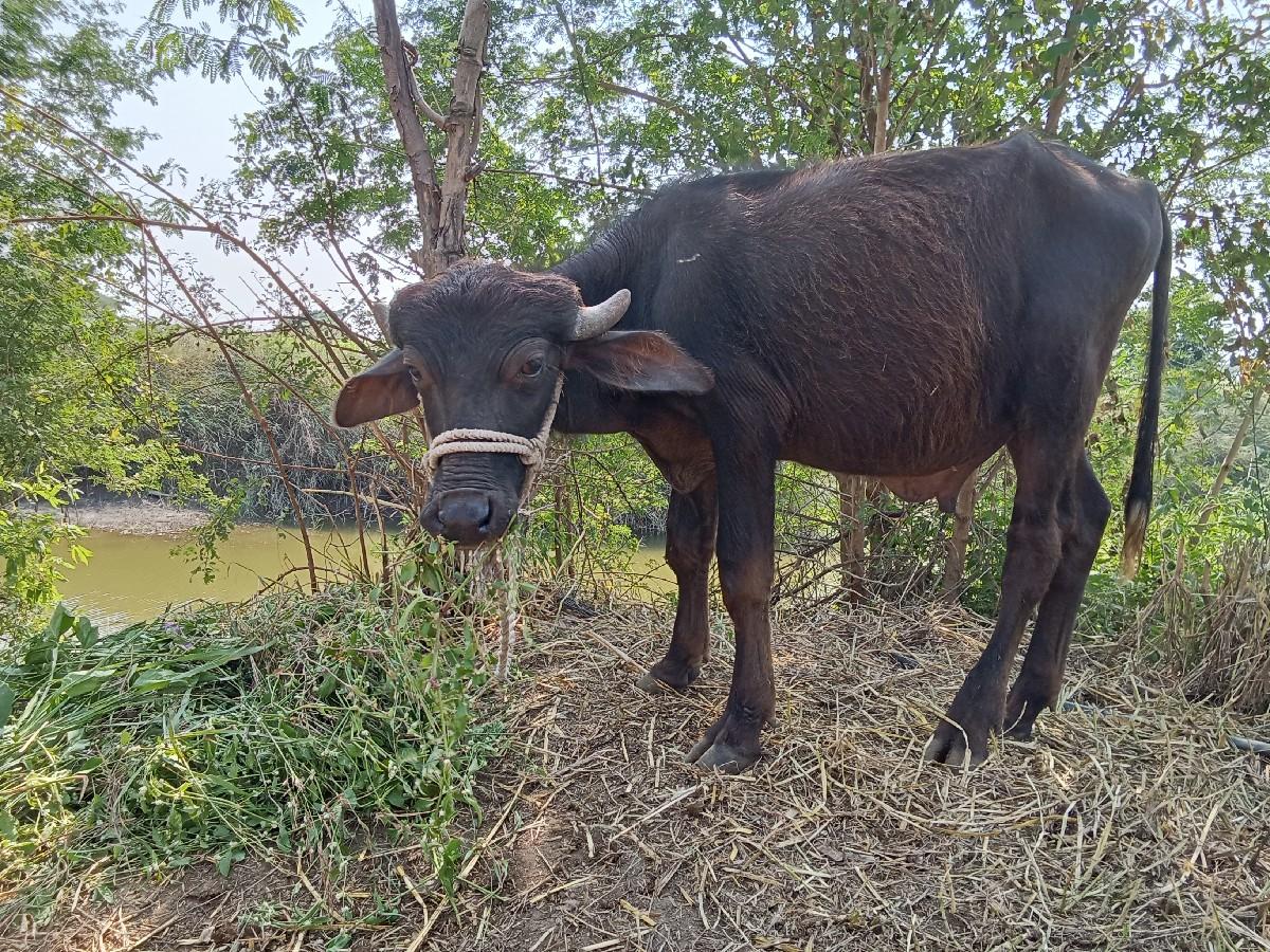 પાડો વિશ્વનો સે