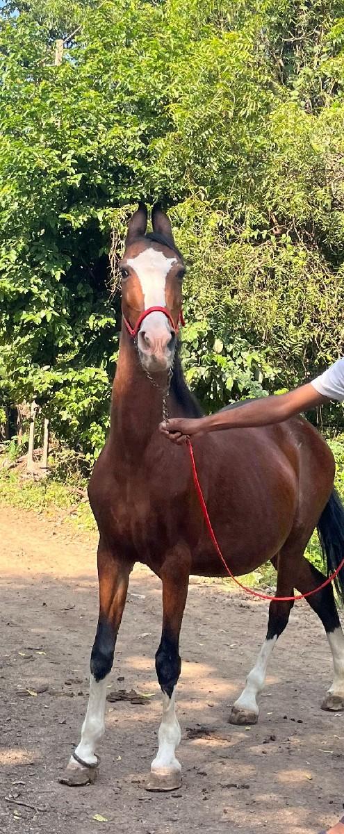 થંબનેલ 3