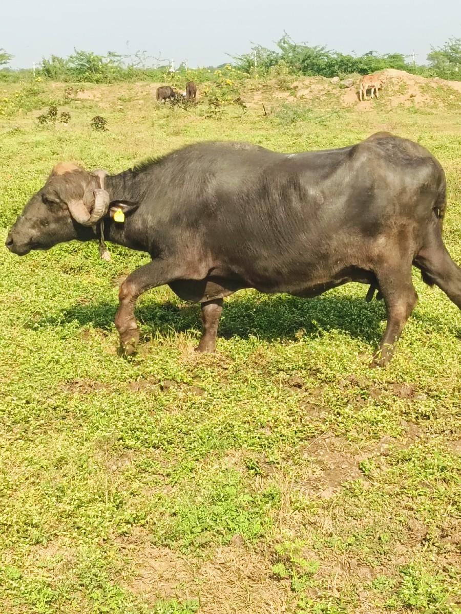 થંબનેલ 3