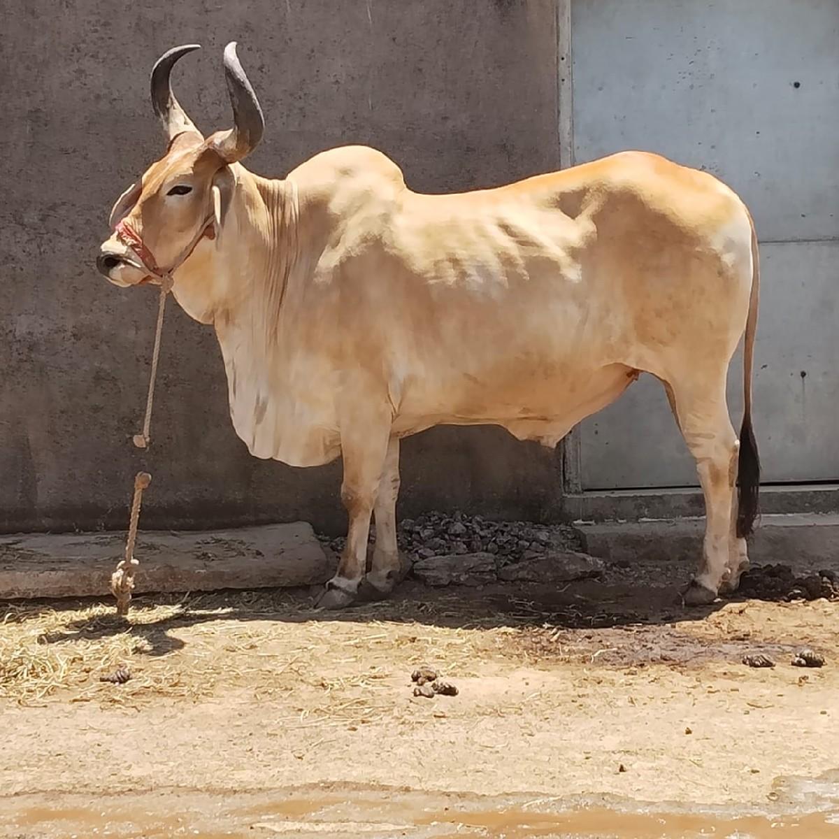 થંબનેલ 2