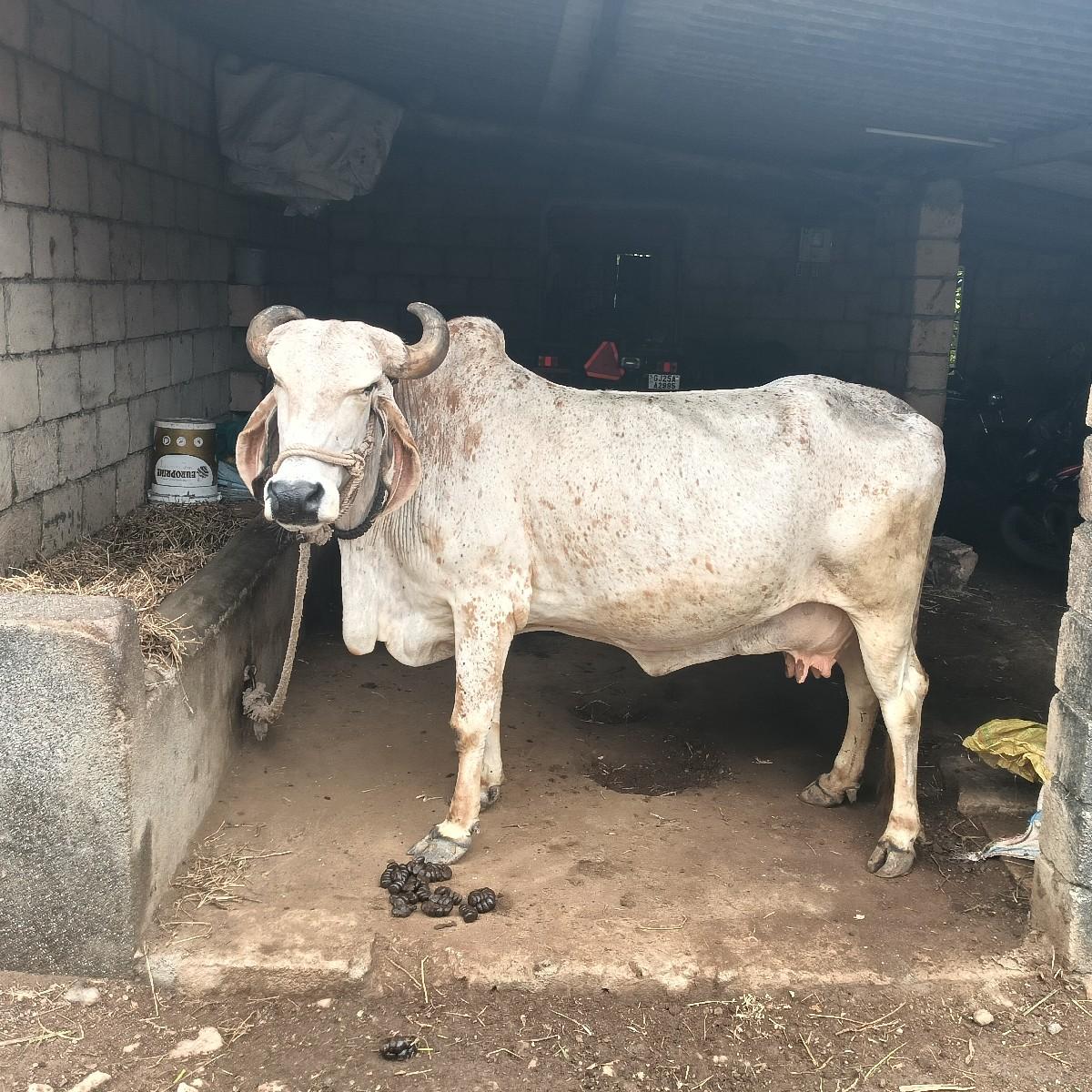 થંબનેલ 2