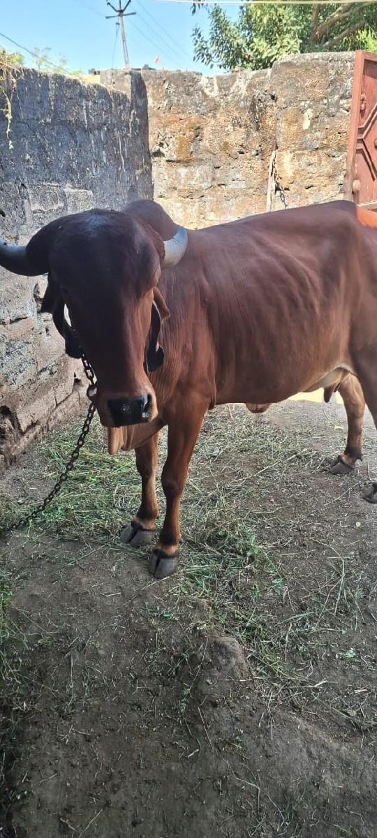 થંબનેલ 3