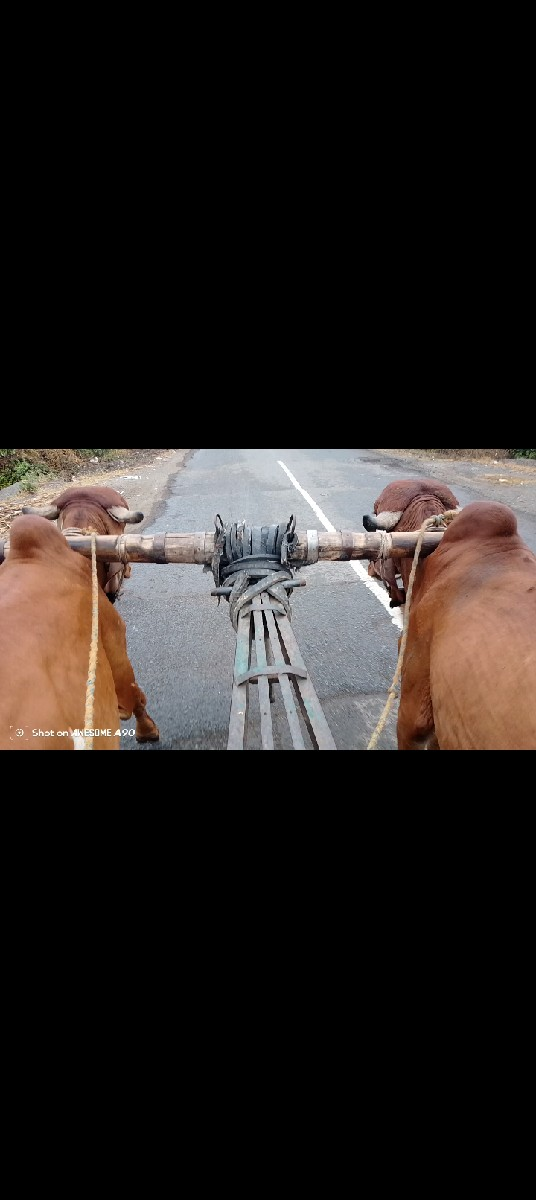 ગોઢલા વેચવા ના છે