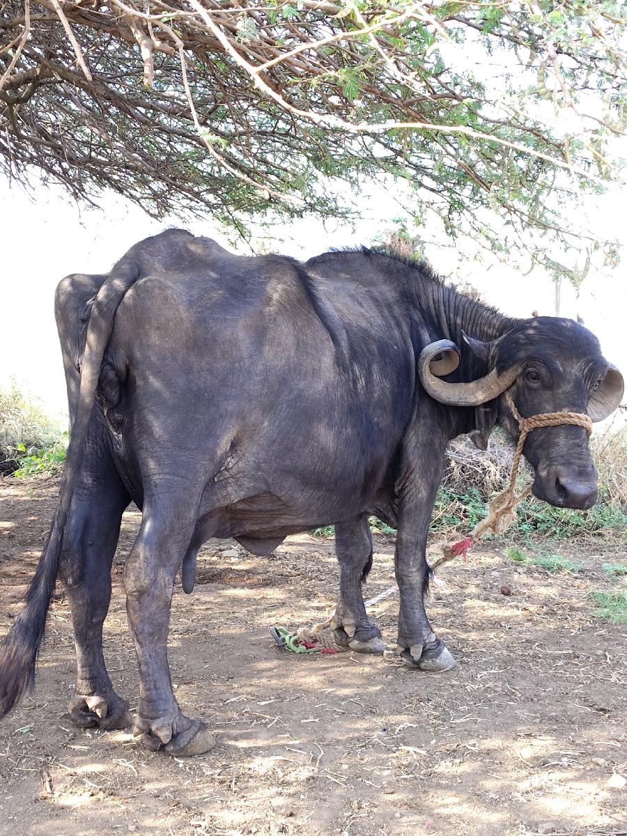 ભેંસ વેચવાની છે