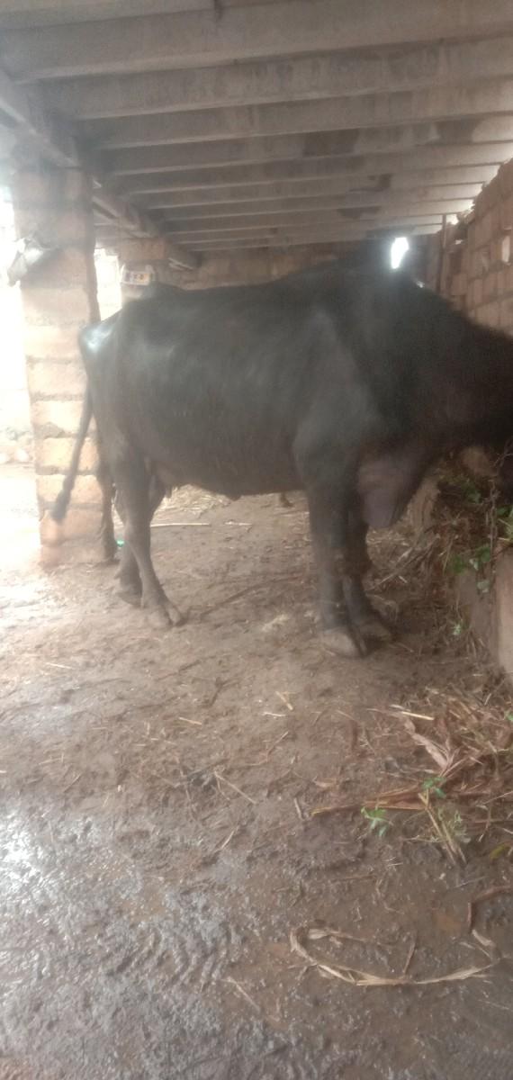 થંબનેલ 3