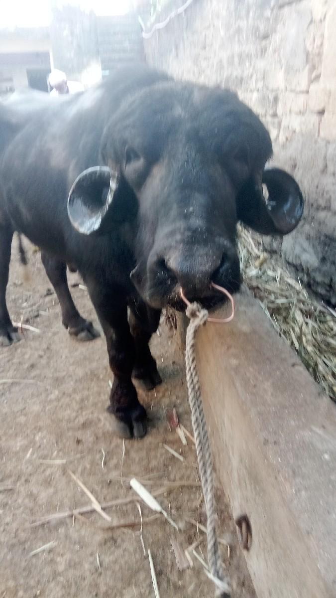 થંબનેલ 3