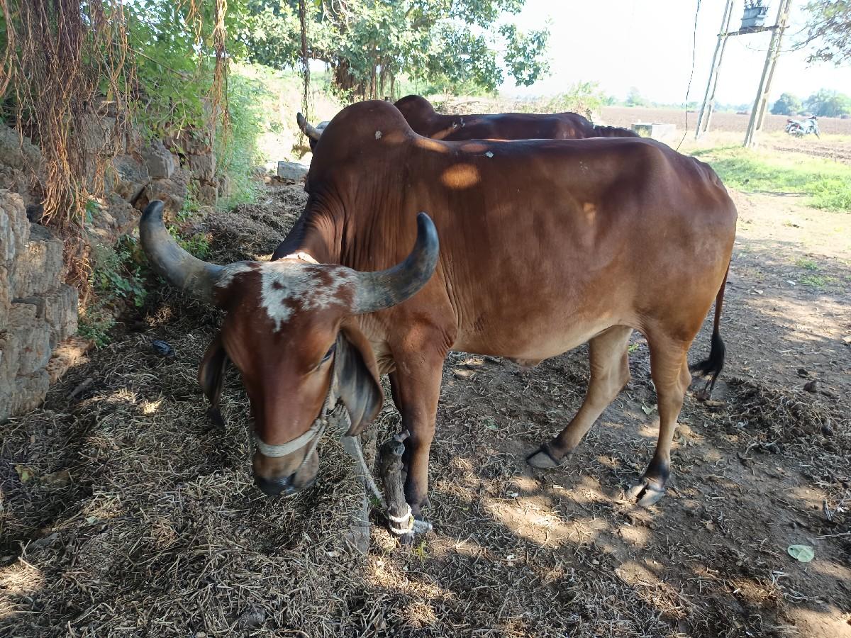 બળદ વેચવાના છે