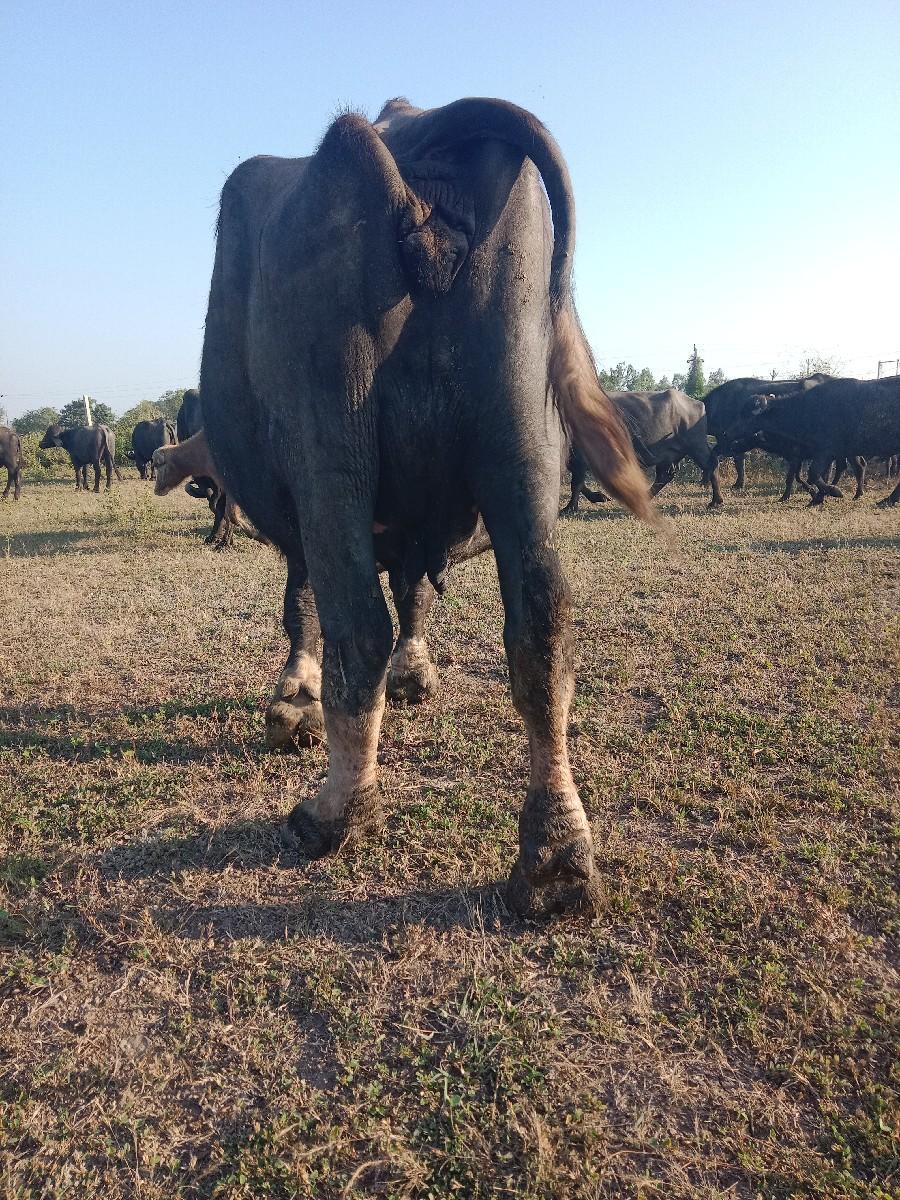 થંબનેલ 2