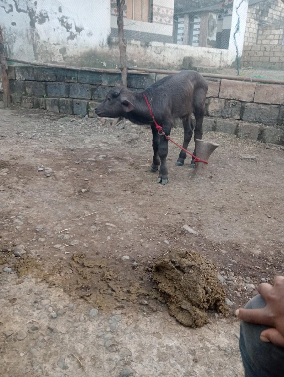 થંબનેલ 3