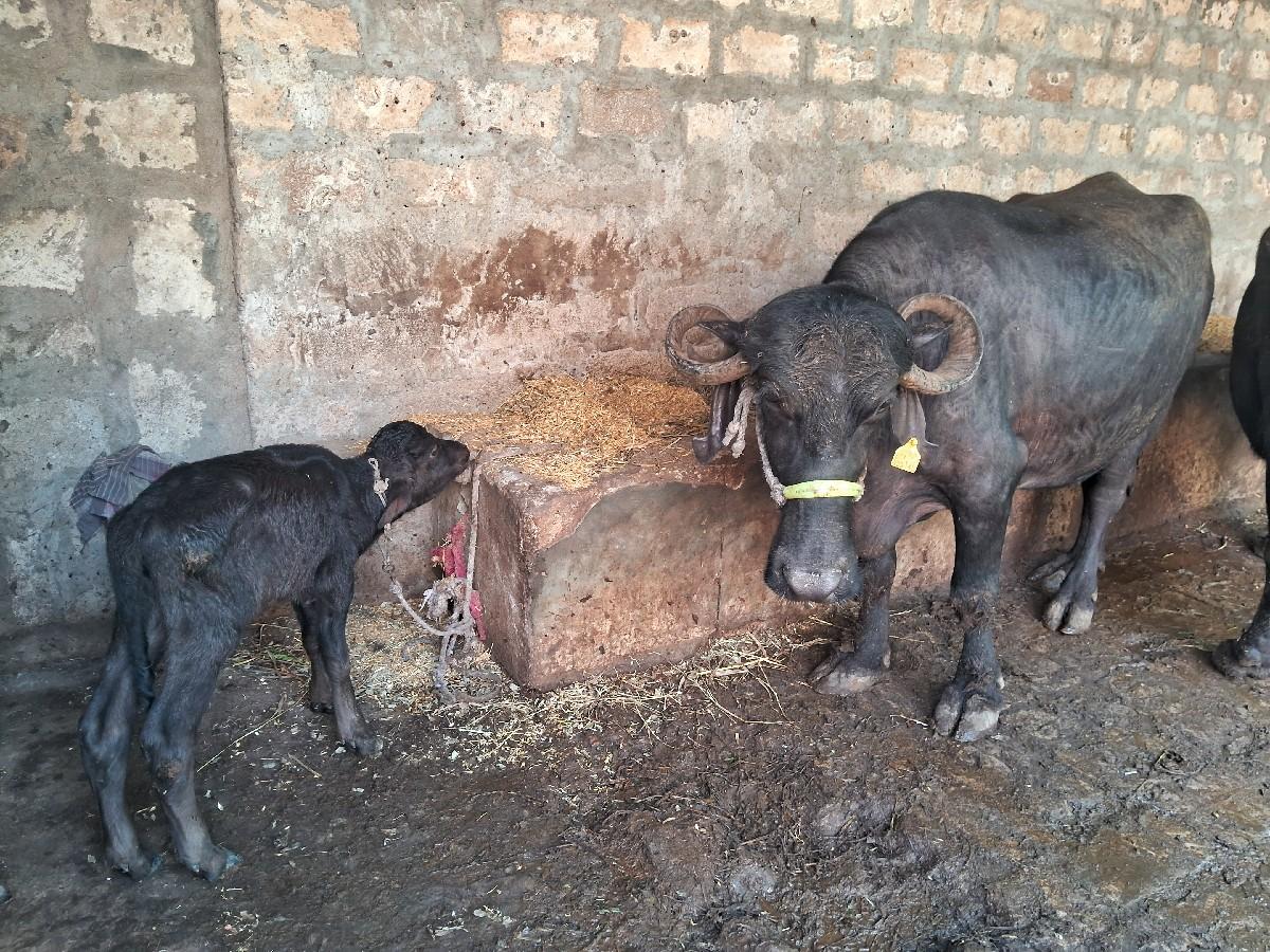 થંબનેલ 3