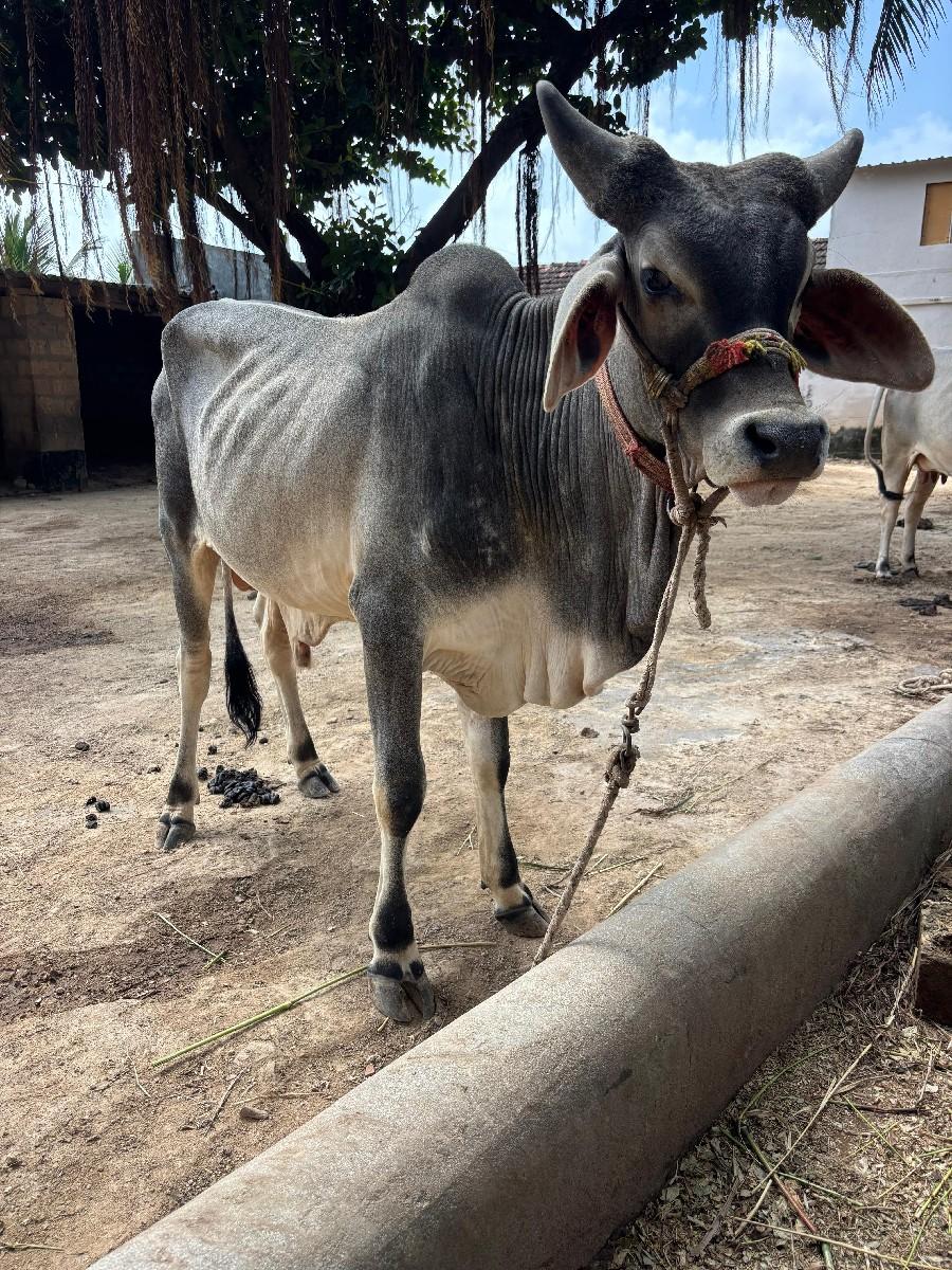 વાછડો વેચવાનો છે.
કાંકરેજ છે.