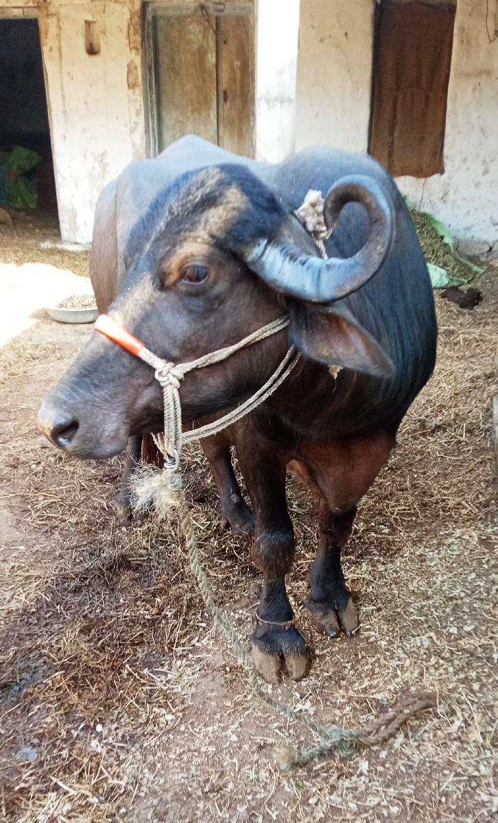 થંબનેલ 2